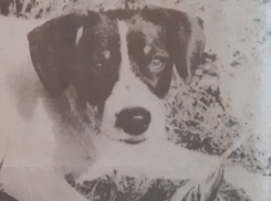 Проблема бродячих собак вставала в Воронеже сразу после развала СССР