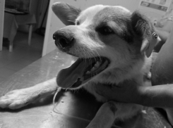 В Воронежской области женщина на глазах у детей зарезала ножом собаку