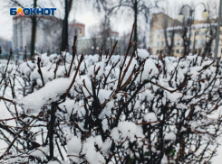 Плюсовая температура накроет Воронеж перед Новым годом 
