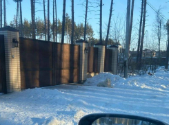 Собачью любовь наглядно продемонстрировали в Воронеже