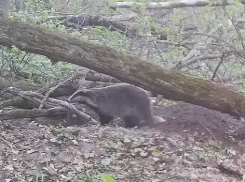 Харизматичный барсук деловито прошелся по тропам Воронежского заповедника