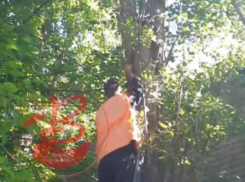 Настоящая операция по спасению пушистого произошла в Воронеже