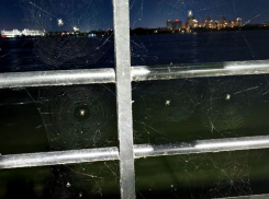 О массовом нашествии пауков на Петровскую набережную сообщили воронежские активисты