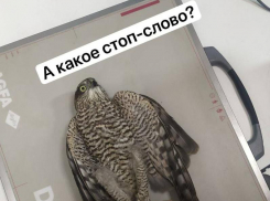 Паразитов внутри ястреба наглядно показали на фото в Воронеже