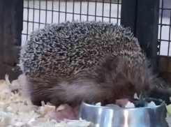Как еж готовится к спячке, показали в Воронежском зоопарке