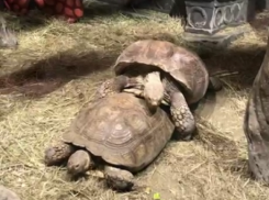 Неудачную попытку спаривания воронежских черепах сняли на видео  