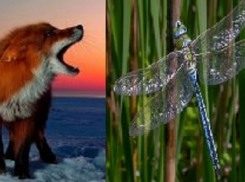 В Воронежской области заповедник объявил конкурс на плюшевых лису и стрекозу