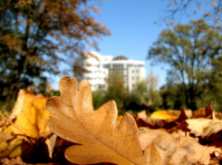 Воронежцы выйдут на осенний субботник 25 октября