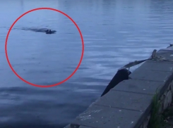 Эффектно плавающая в Воронежском водохранилище собака попала на видео