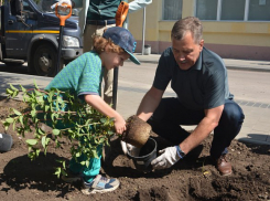 «Случайный русский символизм»: депутат возмутился уничтожением гортензий в центре Воронежа