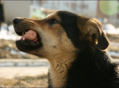 В Воронеже приют для бездомных животных расположится около ГИБДД на Холмистой