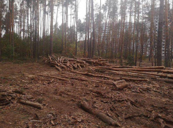  Вырубка деревьев в Северном лесу обернулась уголовным делом в Воронеже
