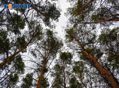Под Воронежем снова незаконно рубят деревья