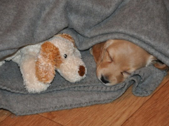 Воронежцам при покупке породистой собаки подсовывают метиса или вымогают деньги