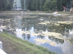 Плесень и грязь губят Лебединое озеро в Воронеже
