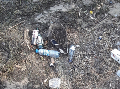 На замусоренной воронежской фан-зоне утка свила гнездо