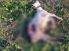 Жуткие трупы коз обнаружили под Воронежем