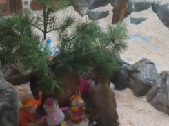 Необычную воронежскую семью поздравили с наступающим Новым годом