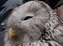 Раненую сову нашли на ЖД путях в Воронежской области