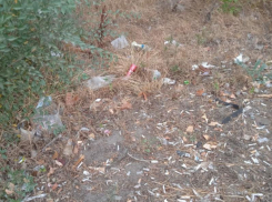 Воронежцев пристыдили за откровенное свинство