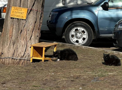 Милая табличка посреди двора порадовала воронежцев