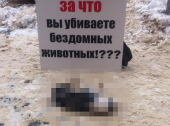 Мертвую собаку сделали символом протеста в центре Воронежа