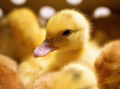 Из-за страха птичьего гриппа в Воронежскую область не пустили 2 тыс утят