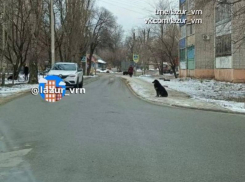 Душещипательную историю рассказали жителям Воронежа