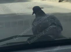 Самого ленивого голубя нашли в Воронеже 