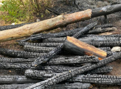 Последствия пожара в Северном лесу показали на фото в Воронеже