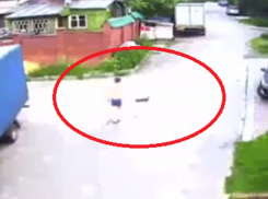 Стая собак растерзала кошку в Воронеже – опубликовано видео нападения 