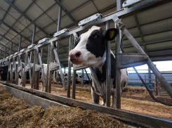 В Воронежской области анонсировали появление животноводческой мегафермы