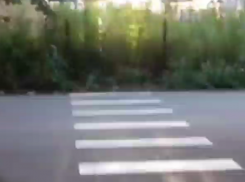 Зебра в никуда привлекла внимание воронежцев