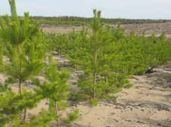 Воронежской области пообещали 150 га нового леса до конца года