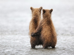В Воронеже проходит выставка лучших российских фотографов дикой природы