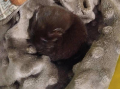 Маленькую ласку спасли из пасти кота в Воронеже