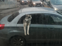 Освежающийся четвероногий пассажир Lada стал звездой дороги в Воронеже 