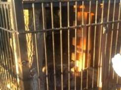 У воронежского придорожного кафе появился медвежонок в клетке 