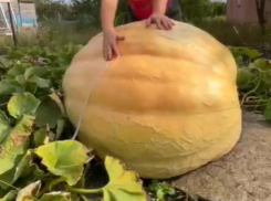 Тыкву-гигант показала на своем участке воронежская блогерша 