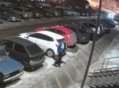 Привез и бросил на морозе: камеры сняли, как воронежец избавился от кота