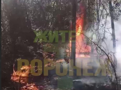 Очередной пожар захватил лес в Воронеже – опубликовано видео