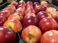 Более полутоны польских груш и яблок были уничтожены на полигоне ТБО под Воронежем