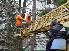 Воронежские власти создали новое учреждение «Зеленхоз»