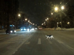 Умная собака-пешеход привела воронежцев в восторг