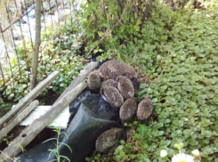 Многодетную семью колючих запечатлели на фото в Воронеже