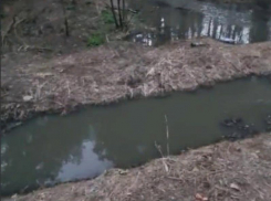 Зловонные реки текут по Северному лесу в Воронеже