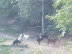 Свора собак держит в страхе воронежский район