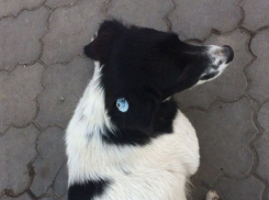 На Левом берегу Воронежа неизвестные устроили настоящий «собачий холокост»