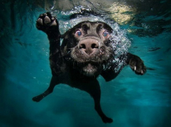 Финальное голосование конкурса «Я и мой любимец» начнется в 00:00 5 октября!