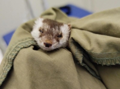 Поймали пакетом: как спасали покусанного Кипиша в Воронеже